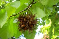 LESZCZYNA TURECKA miododajna - sadzonki 30 / 50 cm