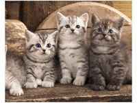 40X50CM OBRAZ KOTY BRYTYJSKIE KOCIĘTA KOTKI OBRAZ