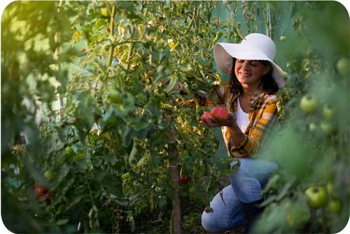 TUNEL FOLIOWY OGRODOWY SZKLARNIA 2x3m FOLIAK 6m2 na Arena.pl