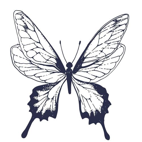 Deco Panel, Narysowany motyl 60x90 na Arena.pl
