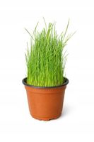 Ekologiczna trawa dla kota z trawy gazonowej – gotowa do spożycia