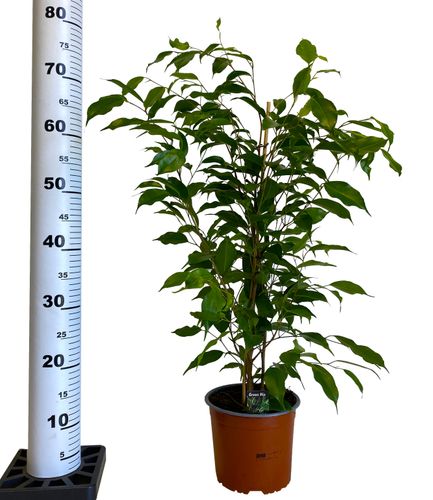 FIKUS BENJAMINA EXOTICA 75 cm na Arena.pl