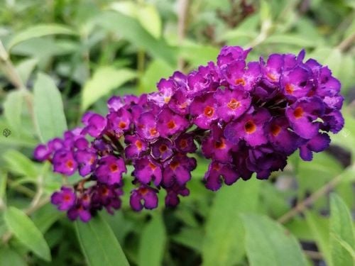 BUDLEJA TRÓJKOLOROWA ZESTAW 3 SADZONEK - MIODODAJNY MOTYLI KRZEW na Arena.pl