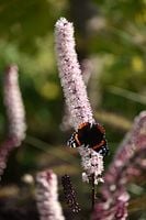 Actaea Pink Spike Świecznica Pluskwica Różowa Bylina Cień