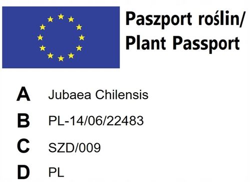 Jubaea Chilensis palma mrozoodporna 20-30cm na Arena.pl