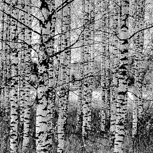 Obraz na płótnie - Canvas, Czarno-białe brzozy 60x40 na Arena.pl