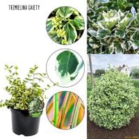 Trzmielina Gaiety na żywopłot do donicy KRZEW 25-35 cm