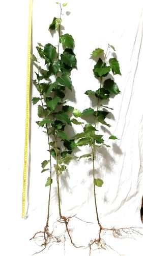 BRZOZA BRODAWKOWATA sadzonki 50-90 cm 100 sztuk na Arena.pl