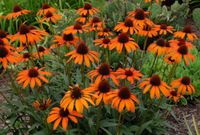 JEŻÓWKA PURPUROWA odmiany TIKI TORCH - sadzonki w doniczkach