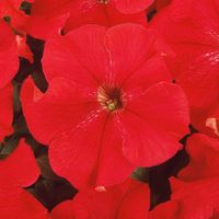 Petunia wielkokwiatowa Festival Scarlet - Petunia grandiflora