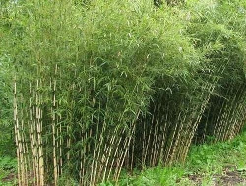 BAMBUS dwukolorowy Formidable - sadzonki 40 / 50 cm na Arena.pl