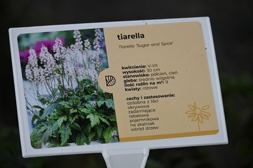 Tiarella Sugar and Spice - Tiarella na Arena.pl