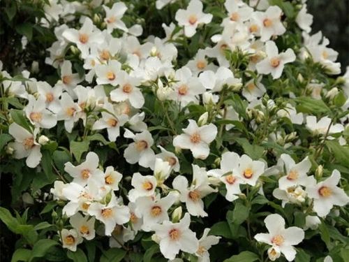 Jaśminowiec wonny BELLE ETOILE Pachnący Biały z plamką Niewysoki Sadzonki na Arena.pl