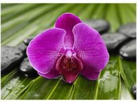 50X70CM PORANNA ROSA OBRAZ POKOJU DREWNINE