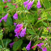 Czyścica wielkokwiatowa Przyciąga Motyle (Calamintha grandiflora) 2.0L