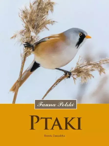 Ptaki. Fauna zdjęcie 1