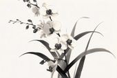 Plakat 30x20cm Orchidea