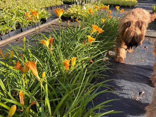 Liliowiec 'Fooled Me' (Hemerocallis) P13 na Arena.pl