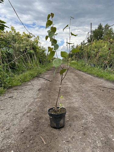 BRZOZA DOORENBOS szczepiona - sadzonki 30 / 50 cm na Arena.pl