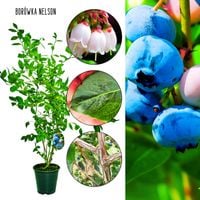Borówka Nelson wysoka duże owoce KRZEW 60-90 cm