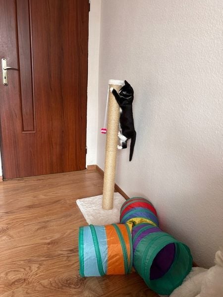 DRAPAK KOTA nr 03 , stopka 100 cm , DUŻY KOT zdjęcie 10