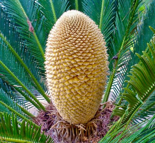 SAGOWIEC ODWINIĘTY Cycas revoluta NASIONA 7 sztuk - 100g. na Arena.pl