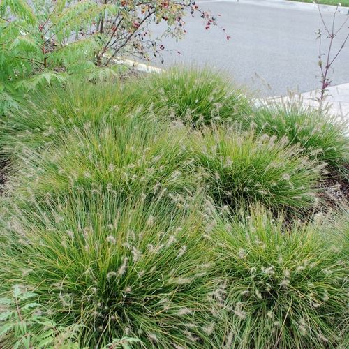 Rozplenica japońska LITTLE BUNNY Na rabaty Niewysoka trawa Piórkówka na Arena.pl