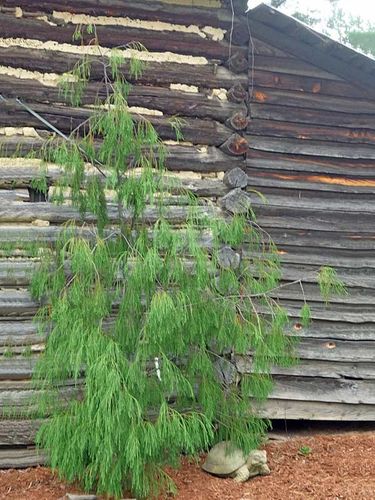 Cyprysik Lawsona Imbricata Pendula C5 na Arena.pl