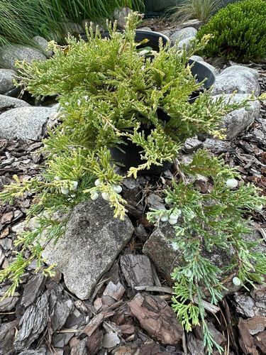 Jałowiec płożący 'Golden Carpet' (Juniperus horizontalis) na Arena.pl
