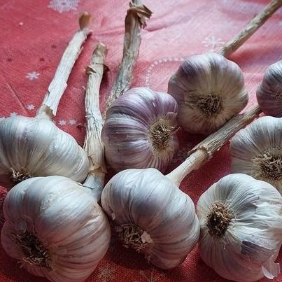 Czosnek zimowy Harnaś świeży Polski 1kg Do sadzenia i jedzenia zimowy na Arena.pl