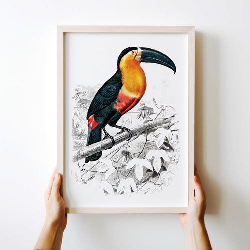 Plakat tukan ilustracja 50x70 cm na Arena.pl