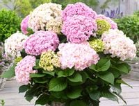 Hortensja ogrodowa DOPPIO NUVOLA TRÓJKOLOROWA