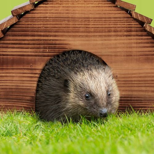 Domek dla jeża na Arena.pl