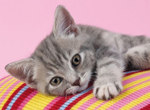 Clementoni - Puzzle Grey Kitten 500 elementów 30362 na Arena.pl