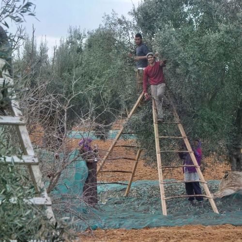 Oliwa z oliwek Demeter extra virgin Z Tunezji Méditerroir 500 ml na Arena.pl