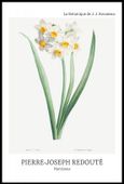 Plakat 61x91,5cm Design Narcissus, Redoute Vintage do Salonu