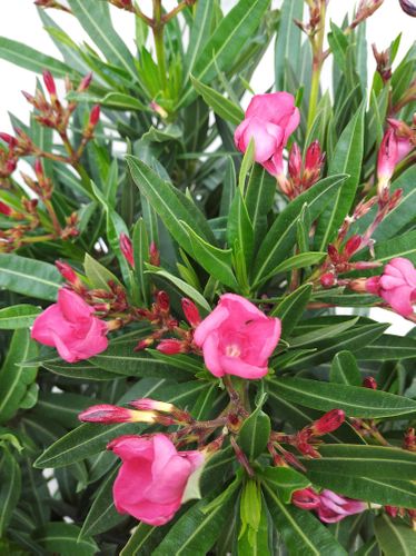 OLEANDER KRZEW  RÓŻÓWY 50cm na Arena.pl