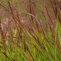 Proso rózgowate 'Sangria' Czerwona trawa (Panicum virgatum) Doniczka 2.0L