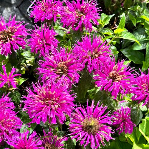 Pysznogłówka ogrodowa różowa 'Balmy Lilac' (Monarda didyma) Doniczka 1.0L na Arena.pl