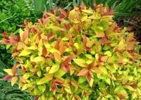 Tawuła Goldflame 30 cm