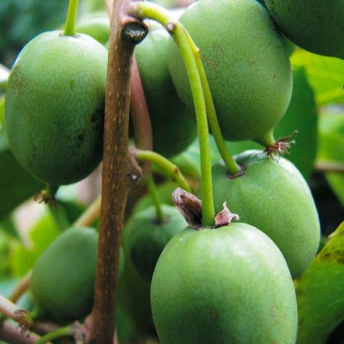Aktinidia Issai ostrolistna mini kiwi, samopylna obupłciowa sadzonka na Arena.pl