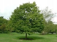 Drzewo Rodzynkowe Howenia słodka leczy kaca 50-70cm P9