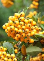 OGNIK SZKARŁATNY Golden Charmer - sadzonki w don.