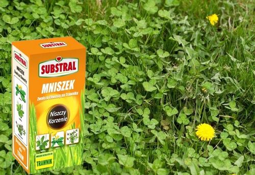 Mniszek niszczy chwasty RAZEM Z KORZENIAMI W TRAWIE TRAWNIKU SUBSTRAL 500ml na Arena.pl
