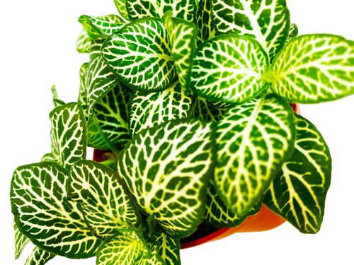 FITTONIA Mont Blanc 12cm na Arena.pl