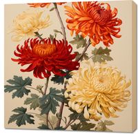 Obraz 90x90cm Tańczące Chryzantemy