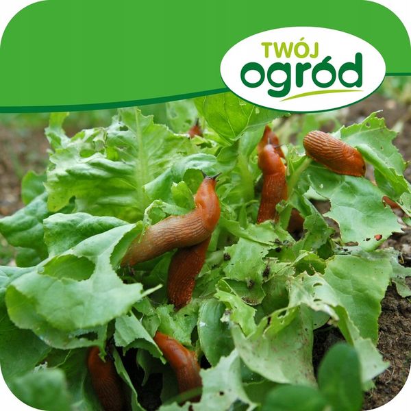 TRUTKA NA ŚLIMAKI ŚRODEK NA ŚLIMAKI 1KG GRANULAT LIMA ORO 5GB zdjęcie 9