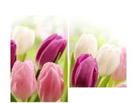 80X70CM SOCZYSTE TULIPANY DUO OBRAZ