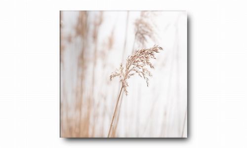 OBRAZ NA PŁÓTNIE 127 Źdźbło 40x40cm na Arena.pl