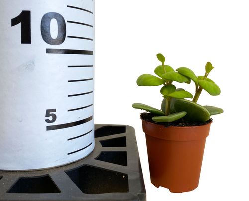 Peperomia HOPE 10 cm na Arena.pl